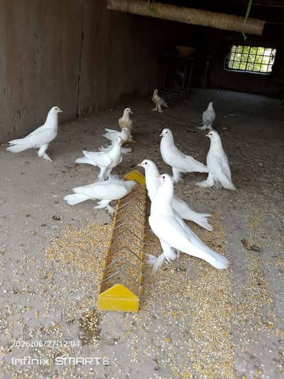 white ghubara kabutar with kids for sale.