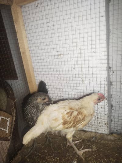 Hens with chicks