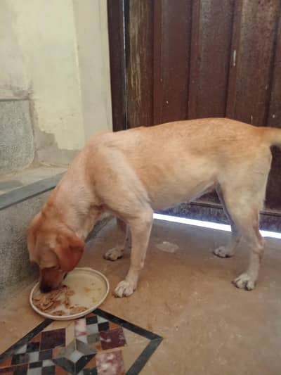 Healthy 2-Year-Old Female Dog | Fully Vaccinated