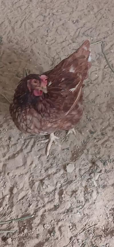 Lohman Brown egg laying females