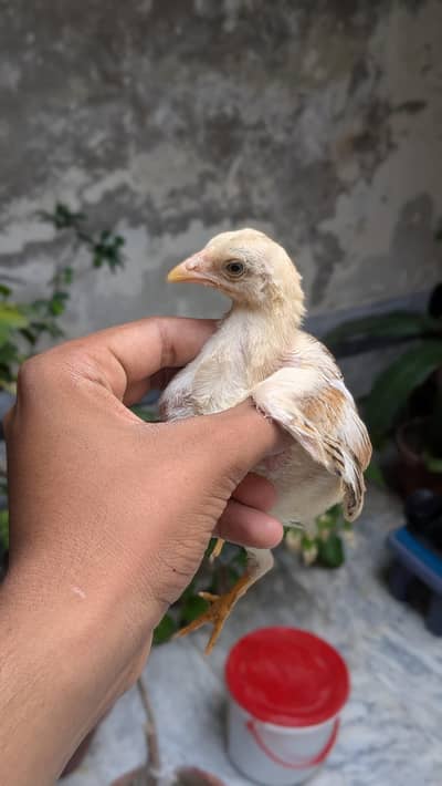 A one quality chick