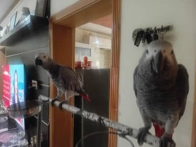 African grey pair for sale