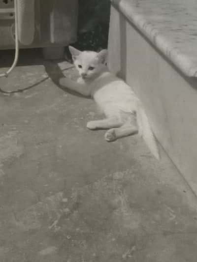 imported cats urgent sale