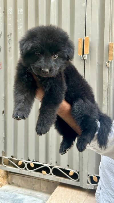 German Shepherd puppy long coat