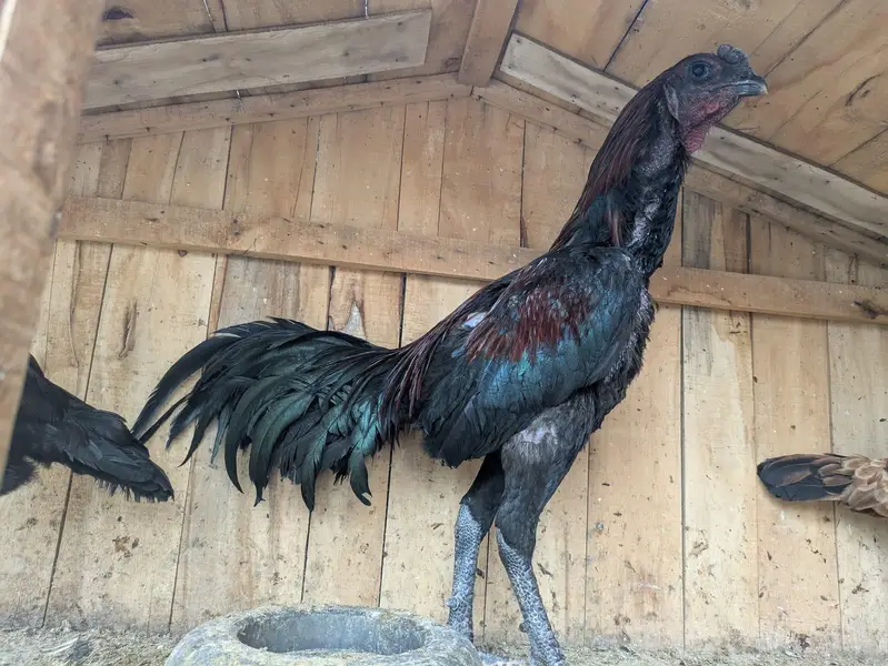 black aseel dragon pair — photo 2