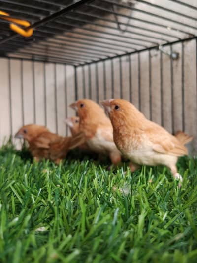 Finches available for sale