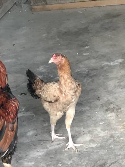 Assel murgi hay egg dayti hay jis ko chahiye rabta kare