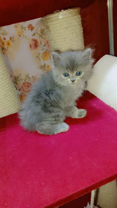 Shaino kitten