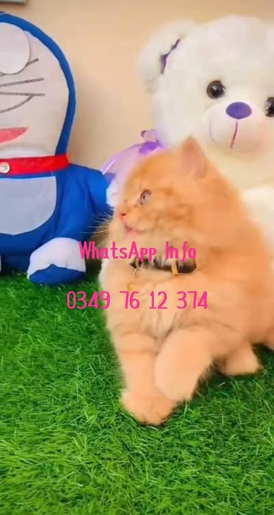 Persian cat 3 coated 5 phase vaccinated full active delivery all PAK