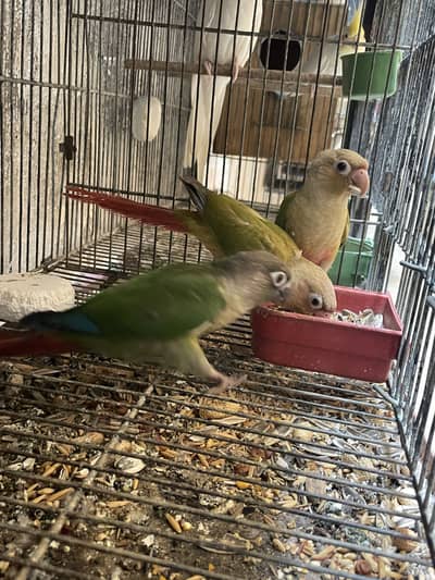 100% Breeder Pineapple Conure
