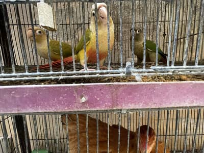 100% Breeder Pineapple Conure and with single green chick