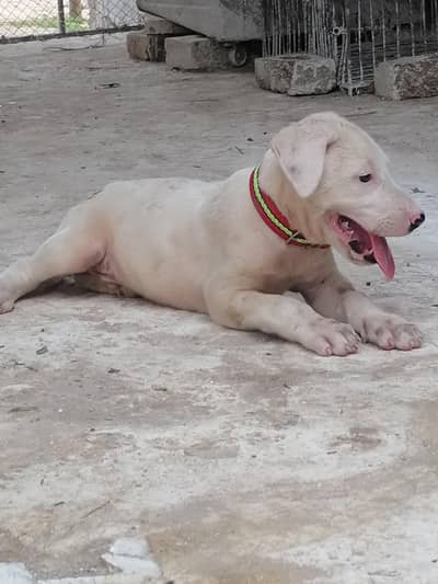 gultair lapa male puppy available