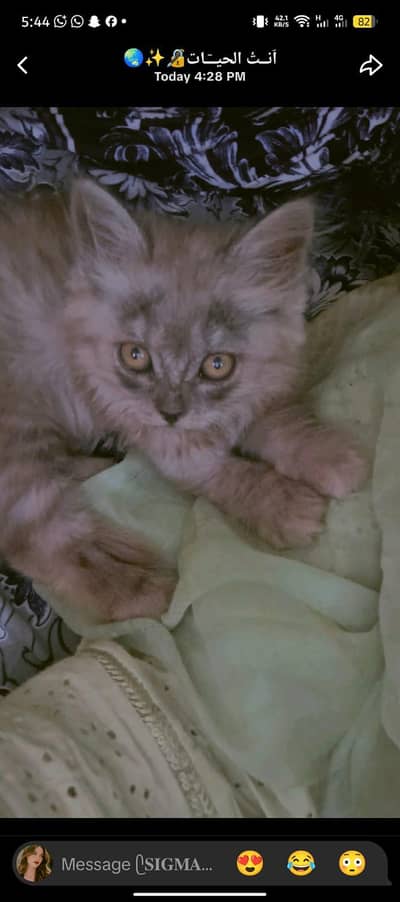 kitten For sale