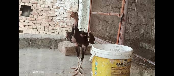 Lakha Aseel