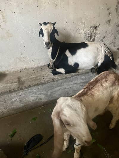 Bakri with Bakroti