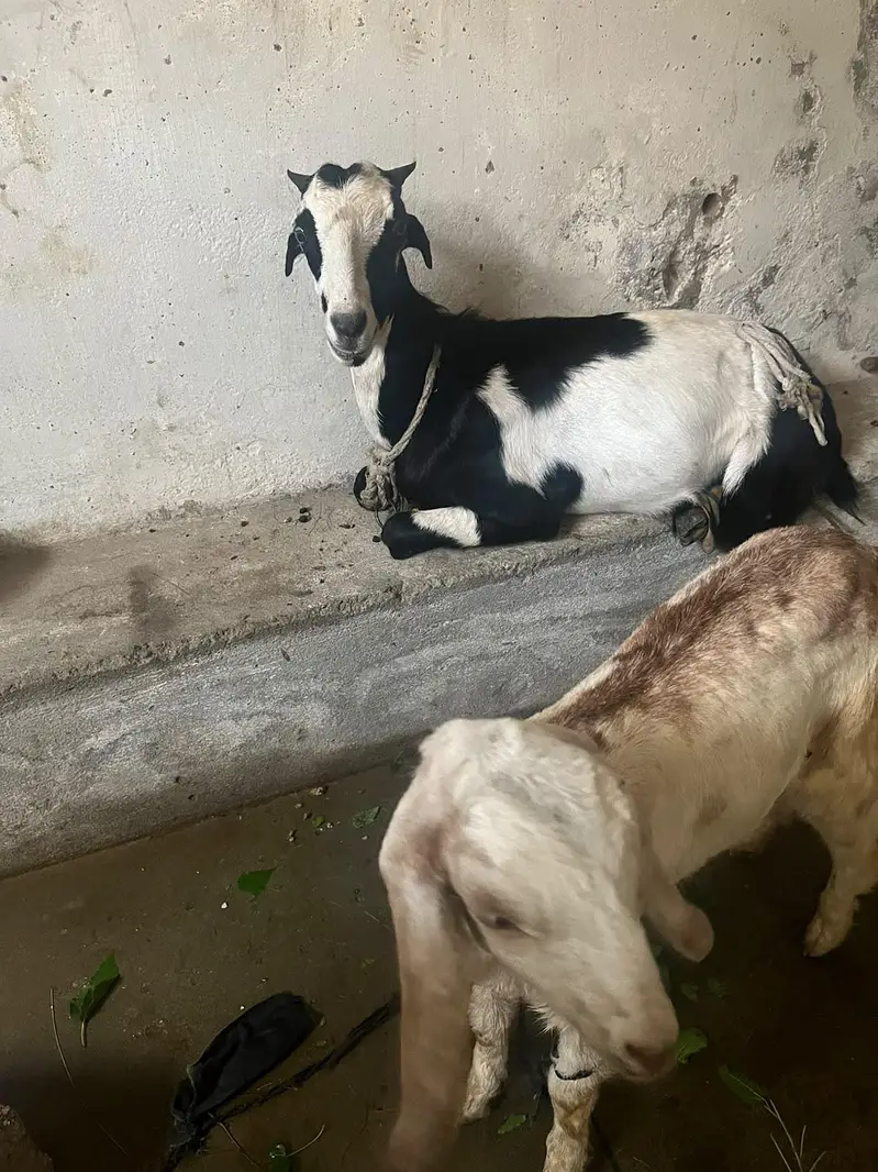 Bakri with Bakroti