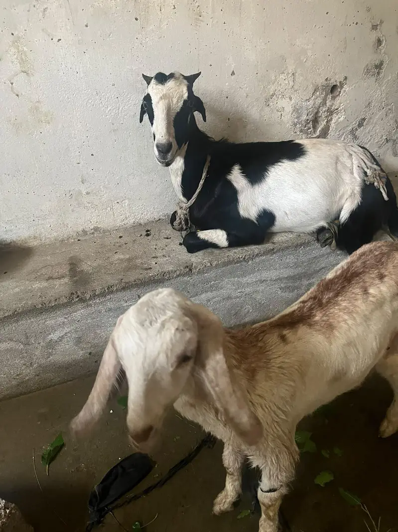 Bakri with Bakroti — photo 2