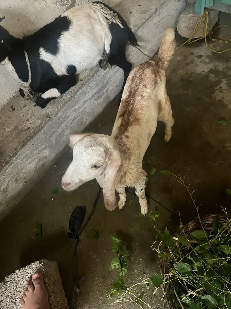 Bakri with Bakroti — photo 3
