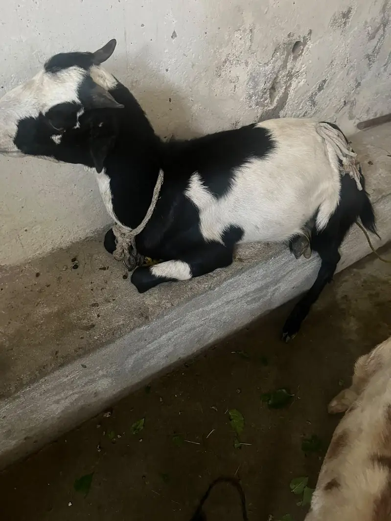 Bakri with Bakroti — photo 4