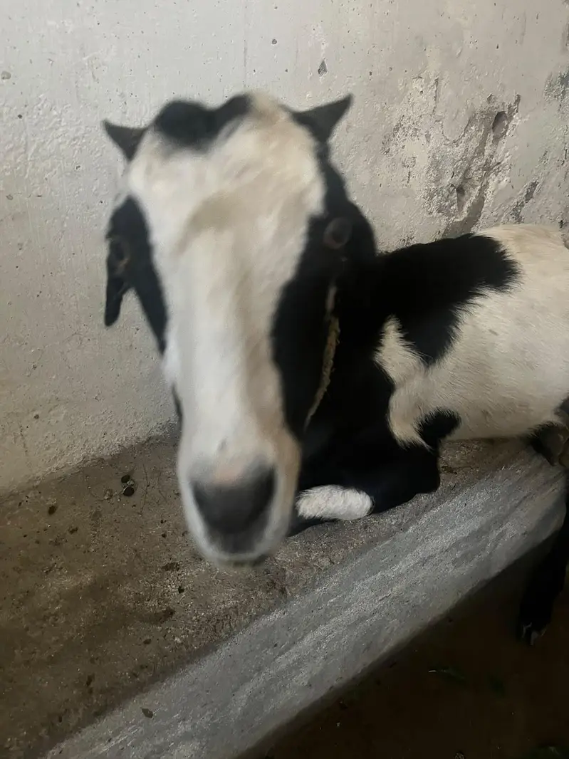 Bakri with Bakroti — photo 5
