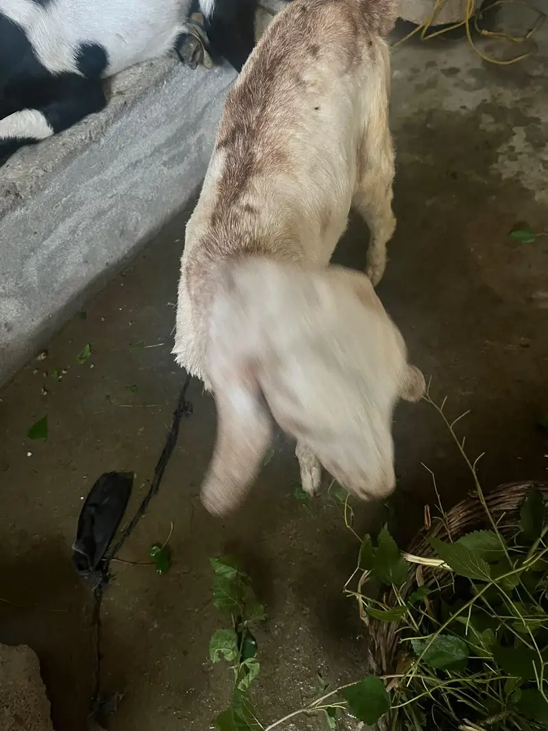 Bakri with Bakroti — photo 6
