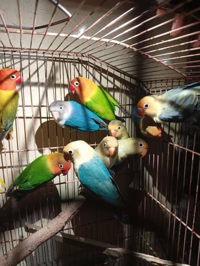 breeder pairs