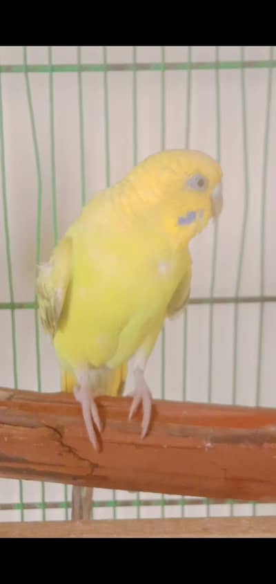 budgies/dove
