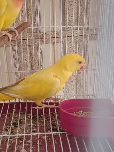 yellow  ringnak