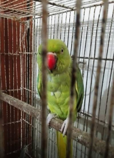 talking ringneck female for sale