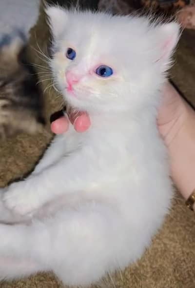 Persian Kitten| Doll Face |Blue eyes