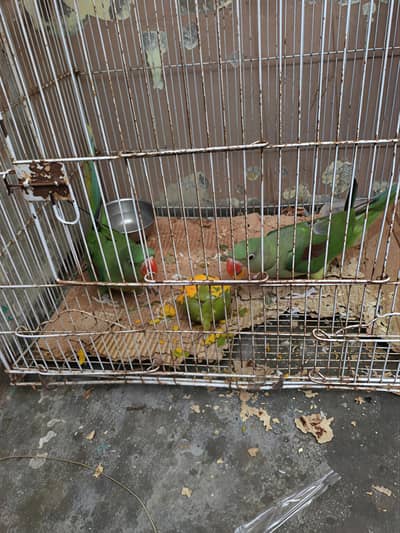 raw parrot