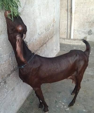 Panjab ki Betal Bakari Hai sell Kar raha hun Shoqeen Rabta karey