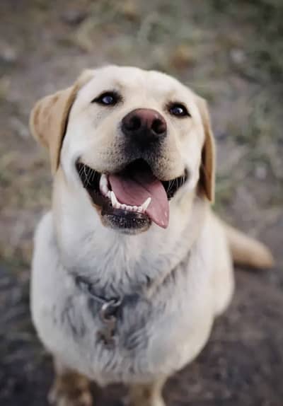 British labrador female for sale on heat