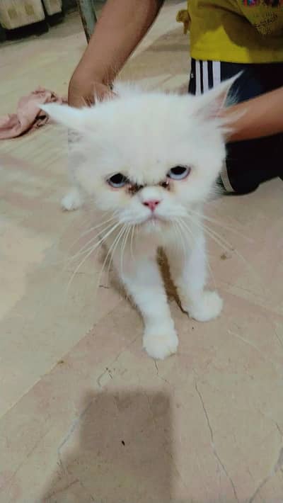Parisian cat for sell