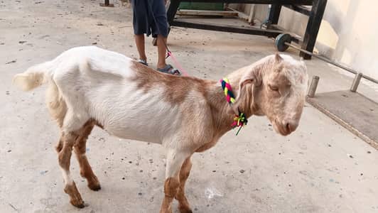 tota puri nasal hai
