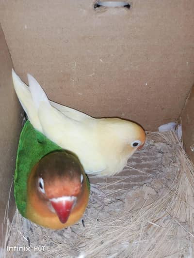 1 pair love and 1 pair zebra finches