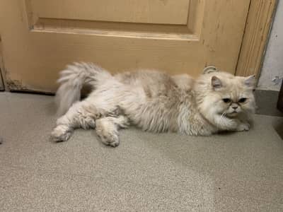 Persian house cat
