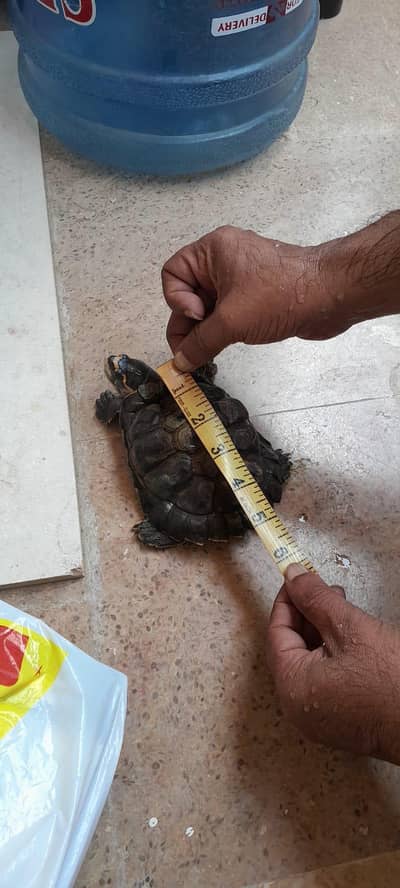 turtle brown