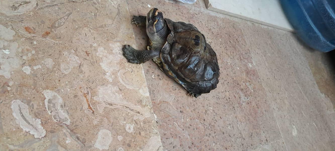 turtle brown 1