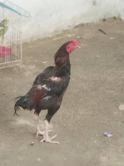 aseel Murga or mergi for sale pair