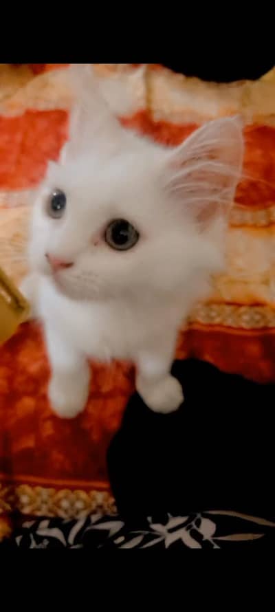 Persian cats females