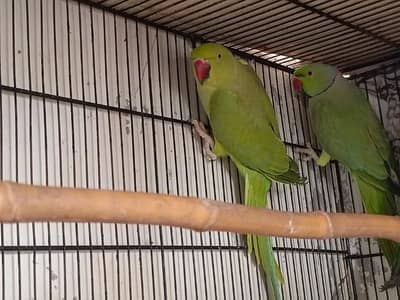 ringneck pair