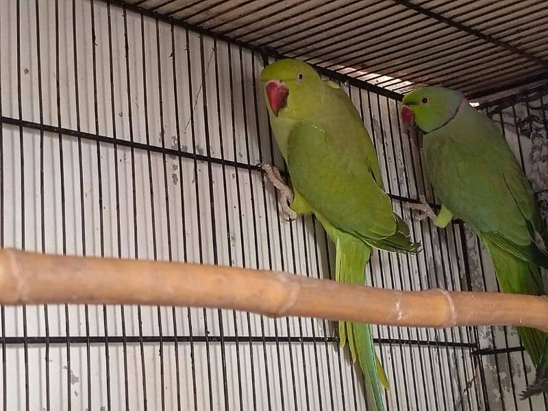ringneck pair 0