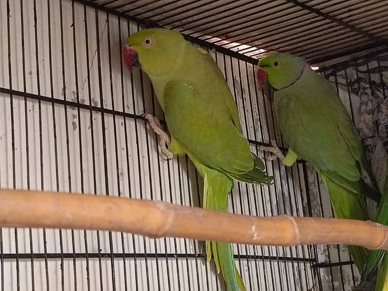 ringneck pair 1