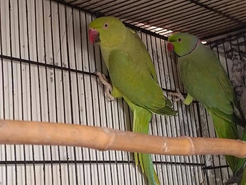 ringneck pair 2