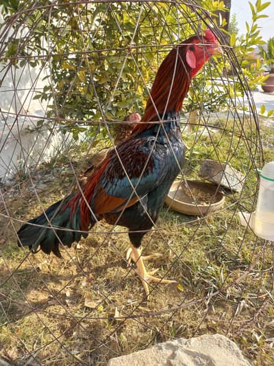 sindhi aseel and Miyan wali aseel