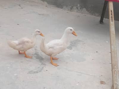 duck ka pair for sale
