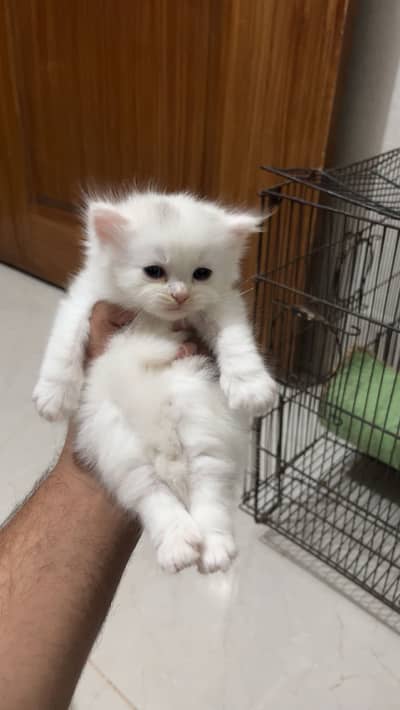 Persian kittens tripple coated high quality for sale