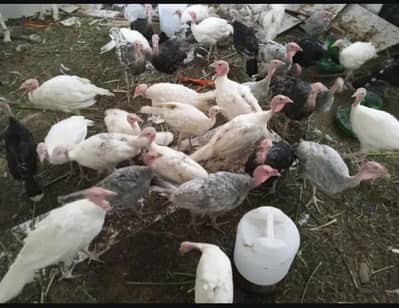 Turkey Birds