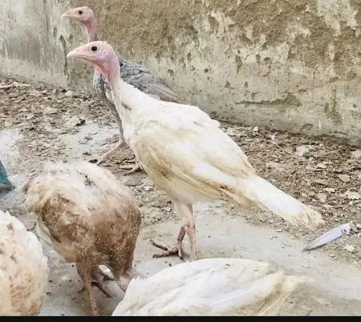 Turkey Birds